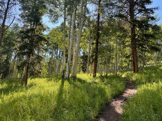 The beautiful Berrypicker trail.