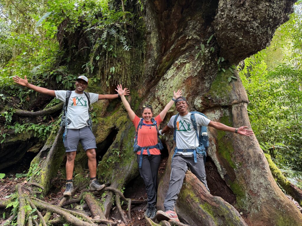 Rainforest on the way to Mweka gate on Kilimanjaro.